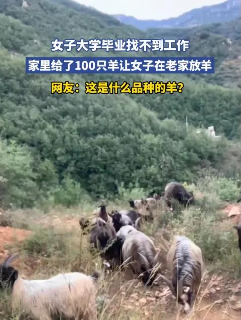 河北一名女生在大学毕业后找不到工作，她的父母拿出积蓄买了100头羊让她放羊，她在