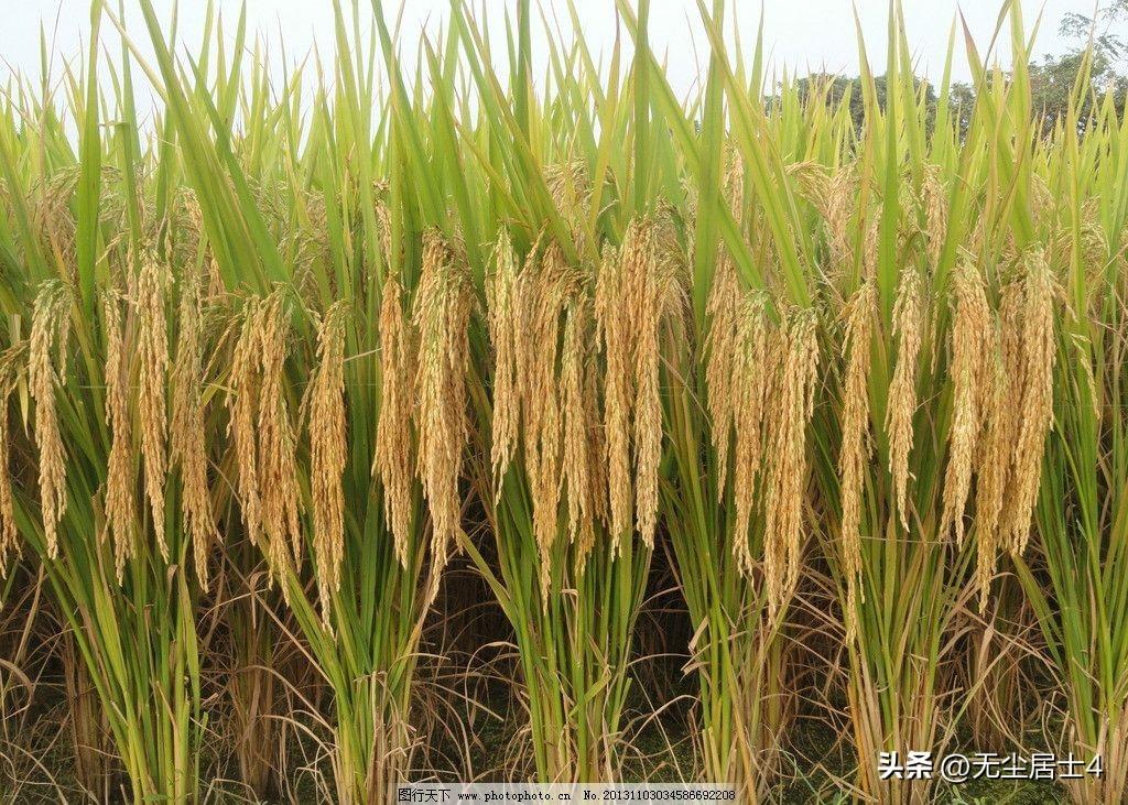 农民70岁以上是否应该提高养老金？
             我是农民，个人认为