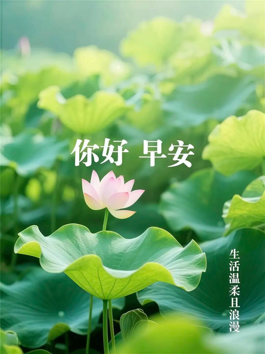 写文案生活总有不期而遇的温暖，也有生生不息的希望，今天是个美丽的日子，周六的时光