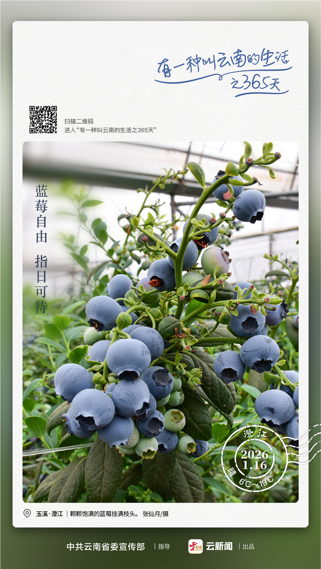 蓝莓界卷王来了！“南哥”出手：果子更大，价格更低！——有一种叫云南的生活之365天