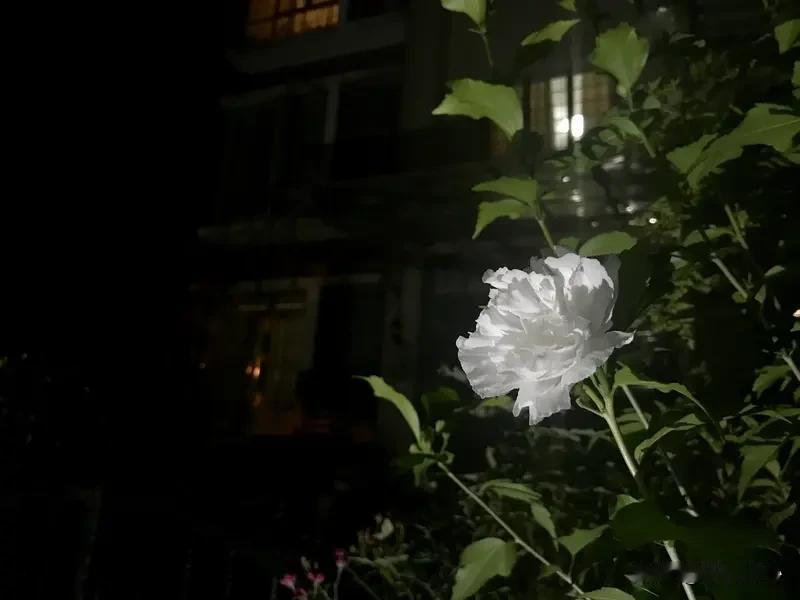 《夏夜遇娇》乐韵诗心原创诗词:
平生邂逅恰同心，
颊晕东墙半掩襟。
共坐繁星明夜