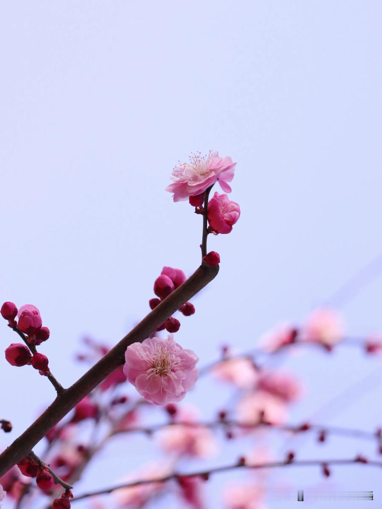 梅花朵朵自芬芳，于蓝天的映衬下，似是揉碎了的浪漫梦境，娇艳的花瓣舒展，如诗的温柔