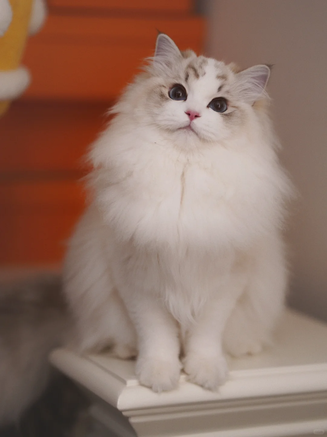 KERR布偶猫｜很有礼貌的大眼萌妹❤️
