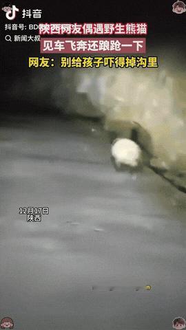 近日，陕西，一男子夜晚回家偶遇野生熊猫，男子急忙快走两步想多看两眼大熊猫，没想到
