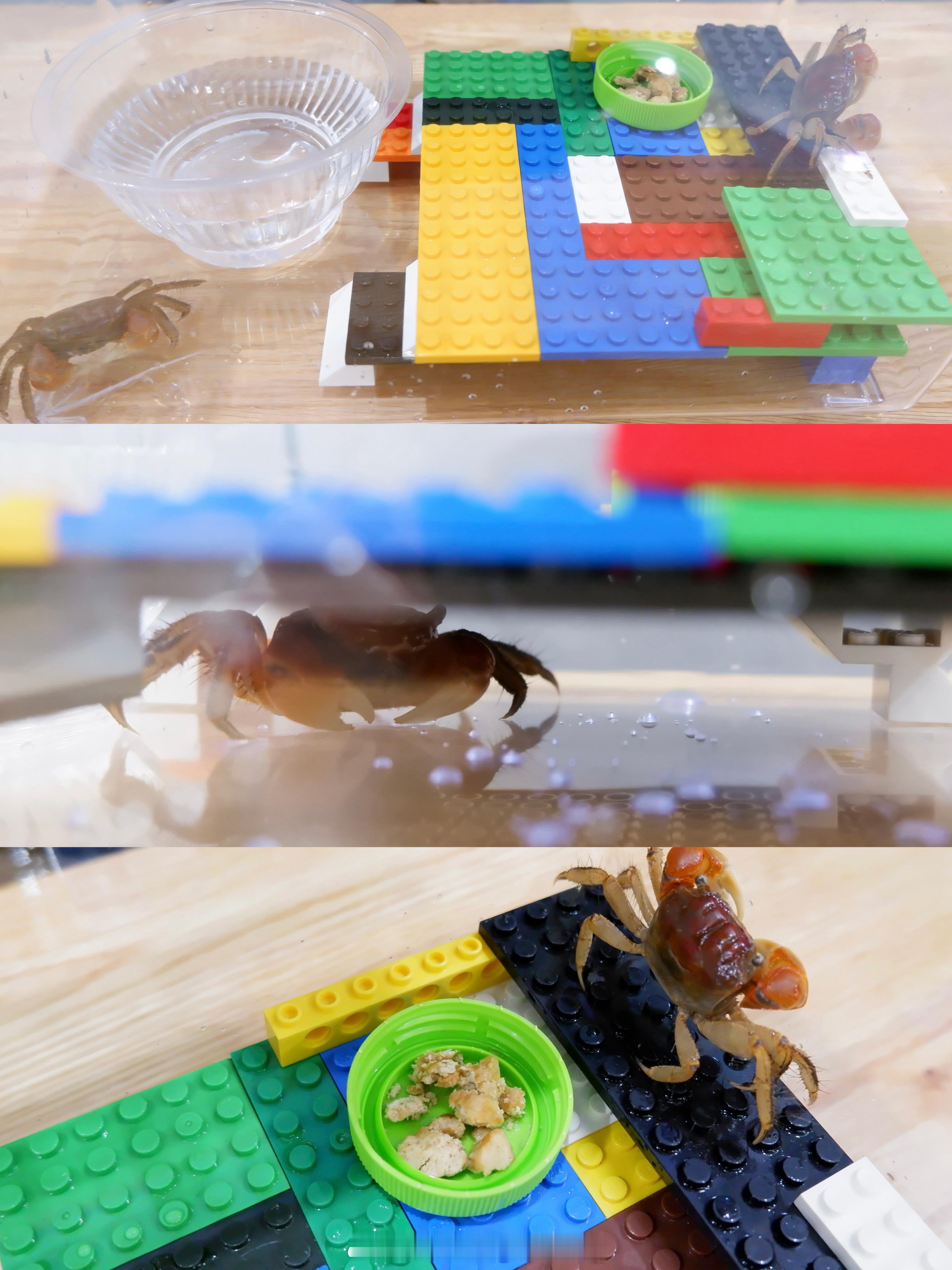 螃蟹屋改造1.0  花花绿绿起来了🌈特别鸣谢我三年级的热心侄子 想问他拿点小时