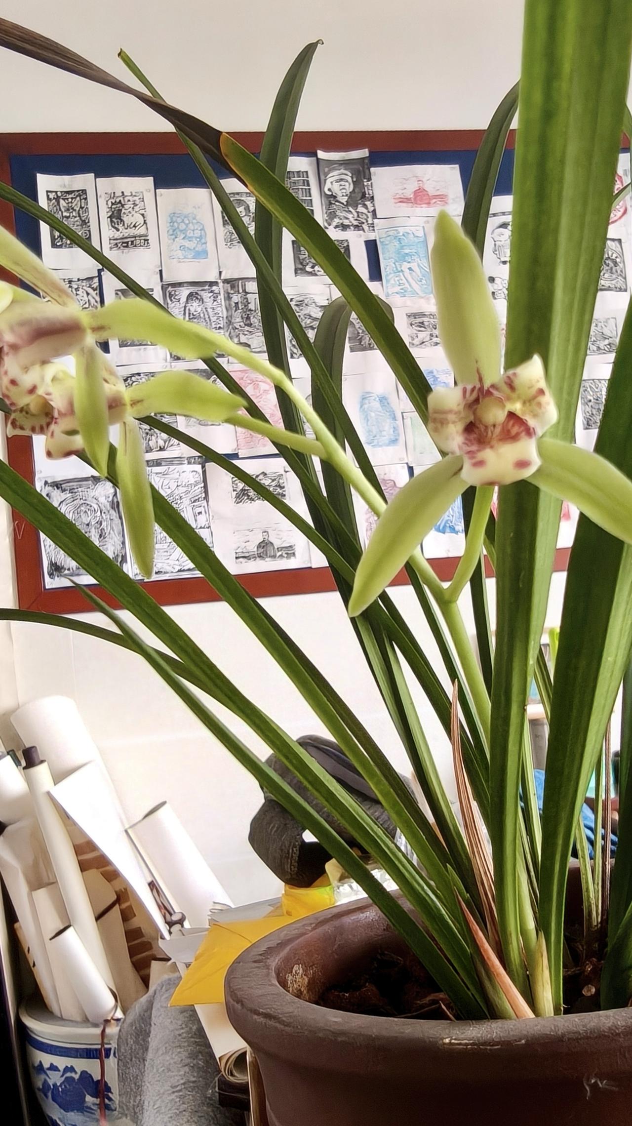 兰花养了那么多年 终于开了两三朵，也不枉了，不算辜负。