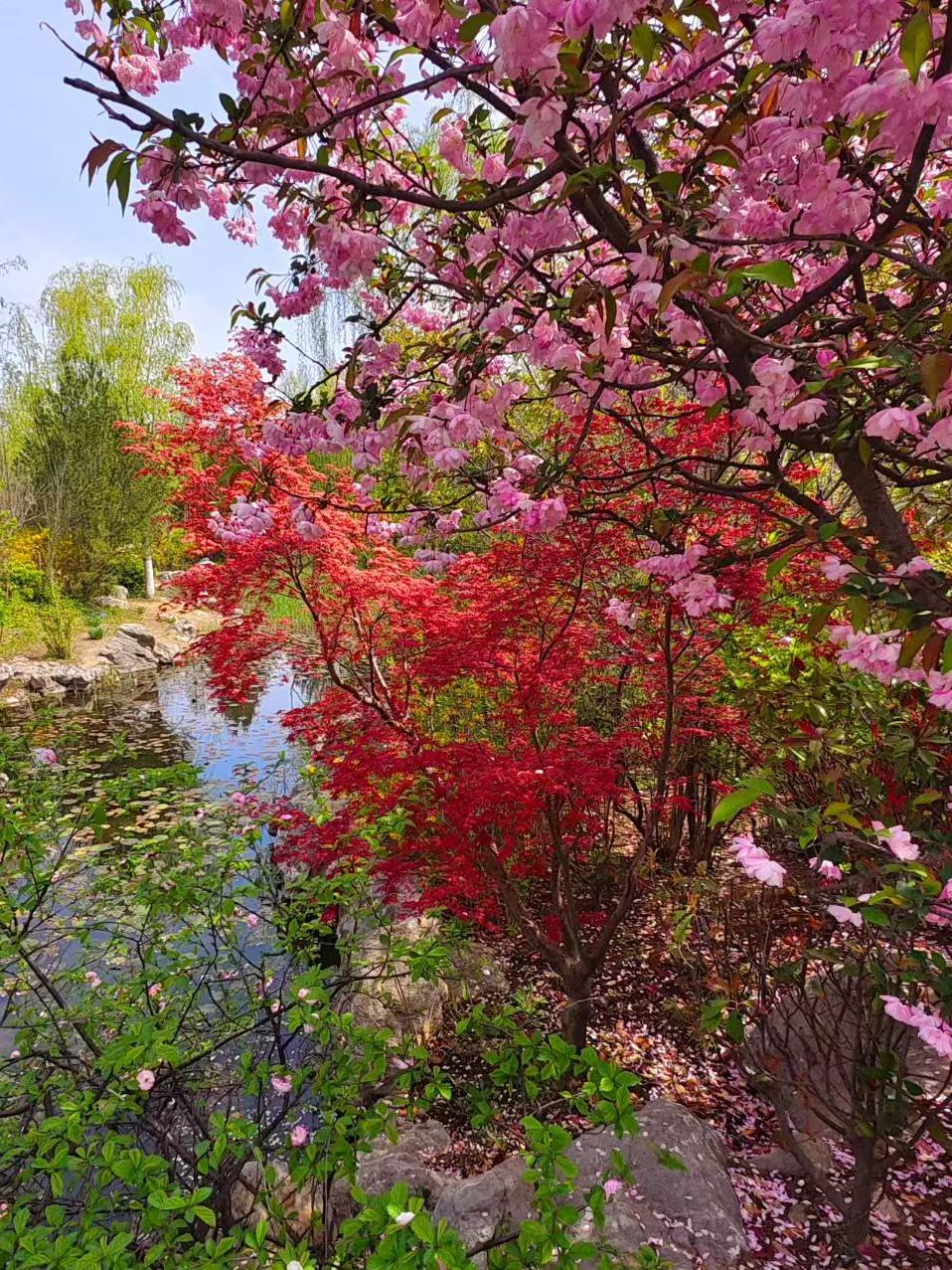 《七律～春红落叶的诗与远方》

始乃寒风乱石坡，
终焉暮水破云波；
迎兮嫩绿斜阳