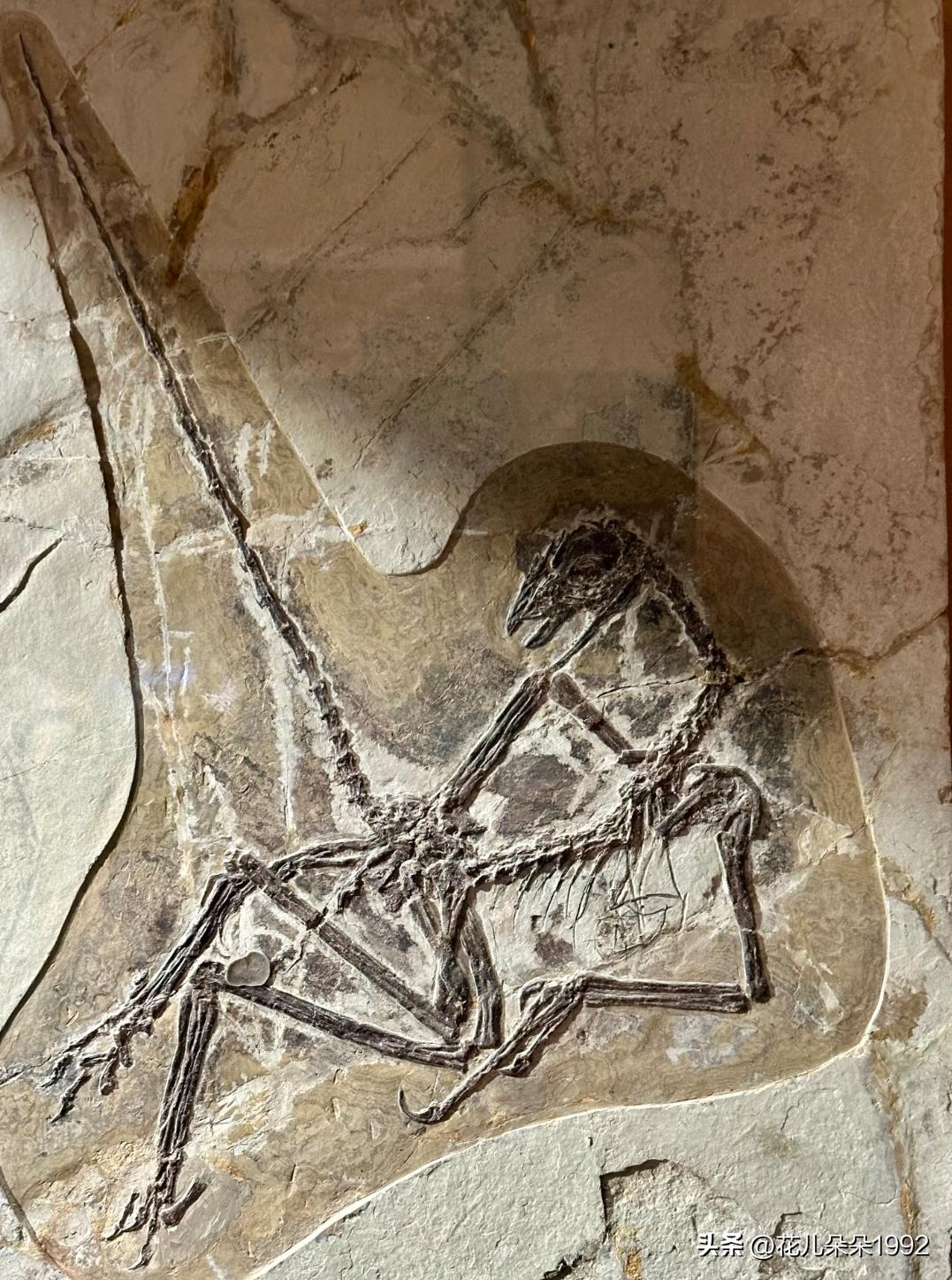 来自1.5亿年前恐龙之间的惬意。

恐龙：你们想多了，当年我还在休息，莫名其妙被