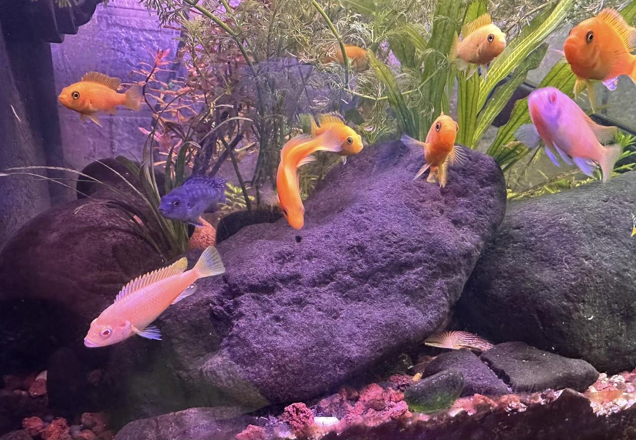 双十一刚过，辽宁抚顺的一位网友“溪岸路亚客”满心期待地拆开快递，里面本应是他网购