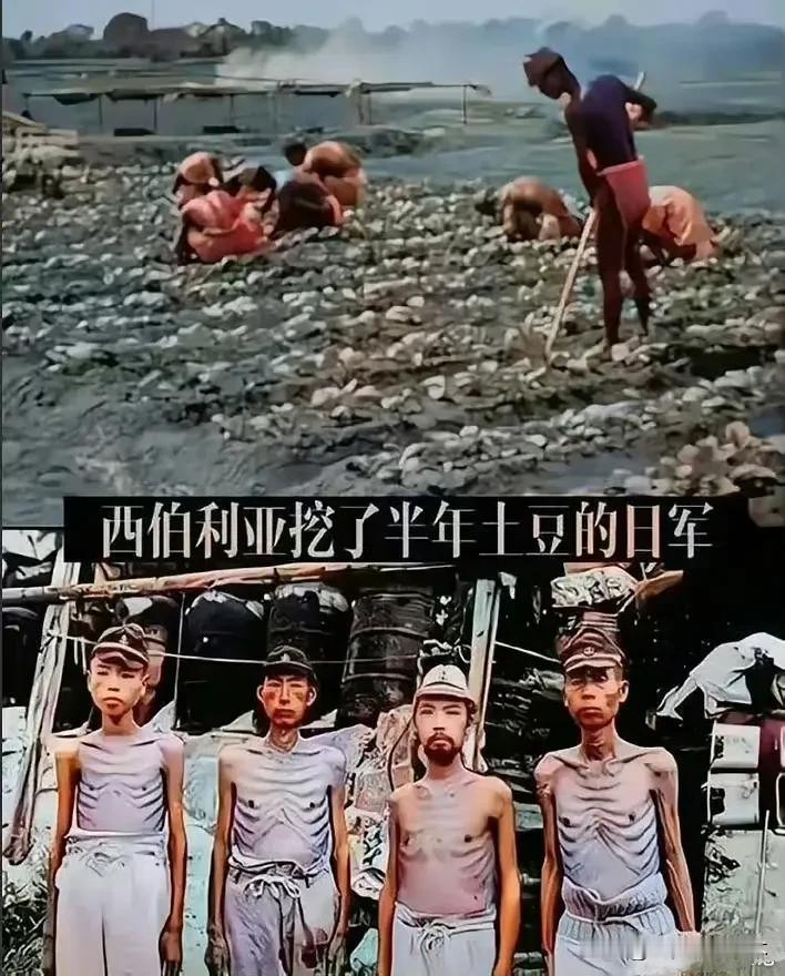 网上老是刷到西伯利亚挖土豆的段子，网上搜了照片是这样的。
苏联对战俘真是一点都不