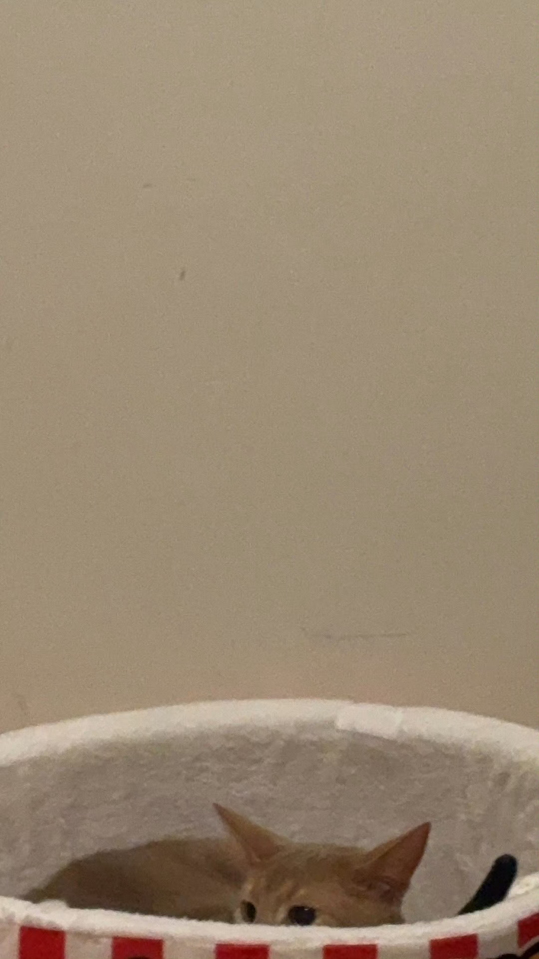 互相在偷看的一人一猫kpl2026kpl春季赛