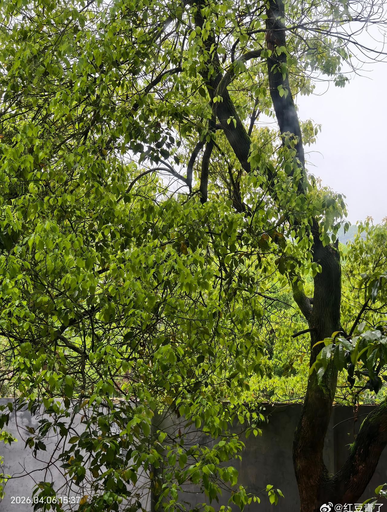 今天是2026年 4月6日，星期一，农历二月十九日。株洲天气：下雨，温度：18-