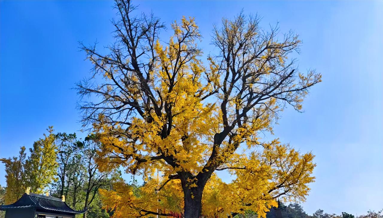人到中年
健康是头等大事

上有老要赡养
下有小要抚育
唯有守住健康
才能扛起责