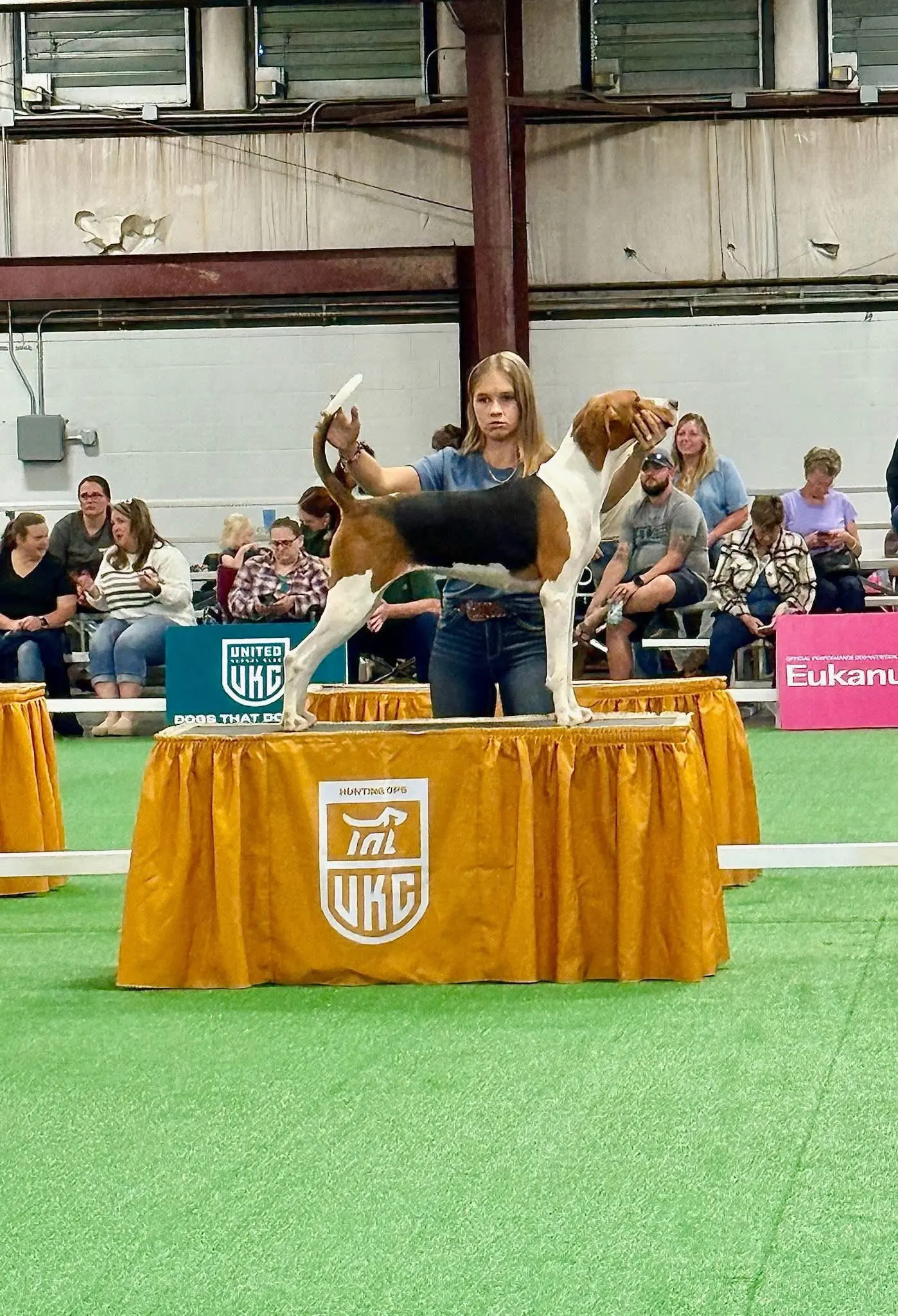 Treeing walker coonhound