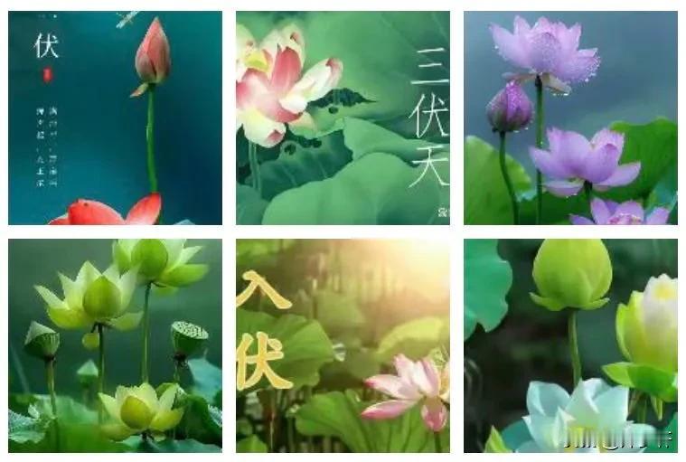 【五律·初伏】
文/风鸽（张晓峰）
一
灼热似油煎，骄阳挂碧天。
蝉栖嗔暑闷，蛙