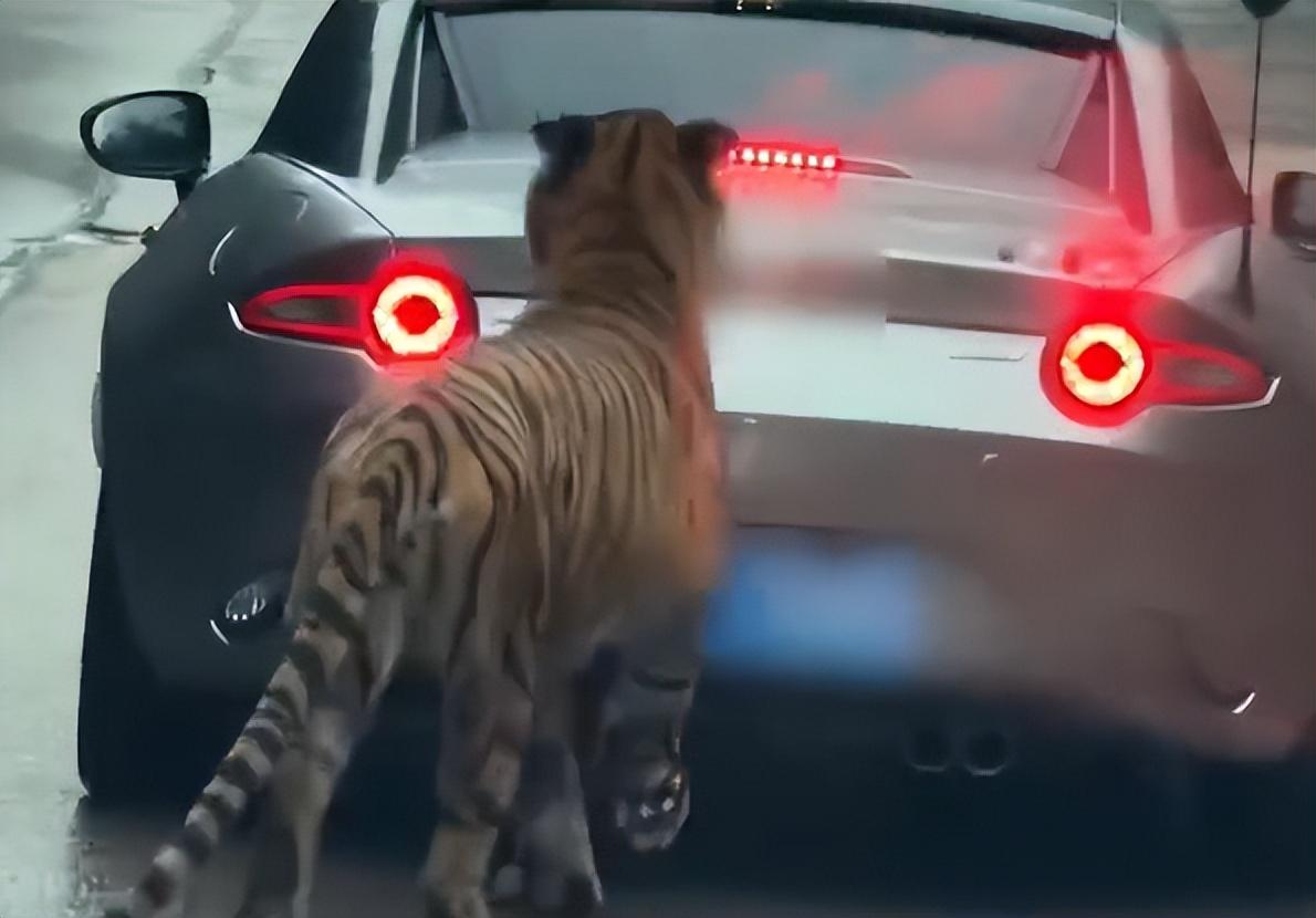 为啥只咬我？重庆一女子自驾进动物园猛兽区，结果，被一只老虎盯上，不管女子怎么躲避