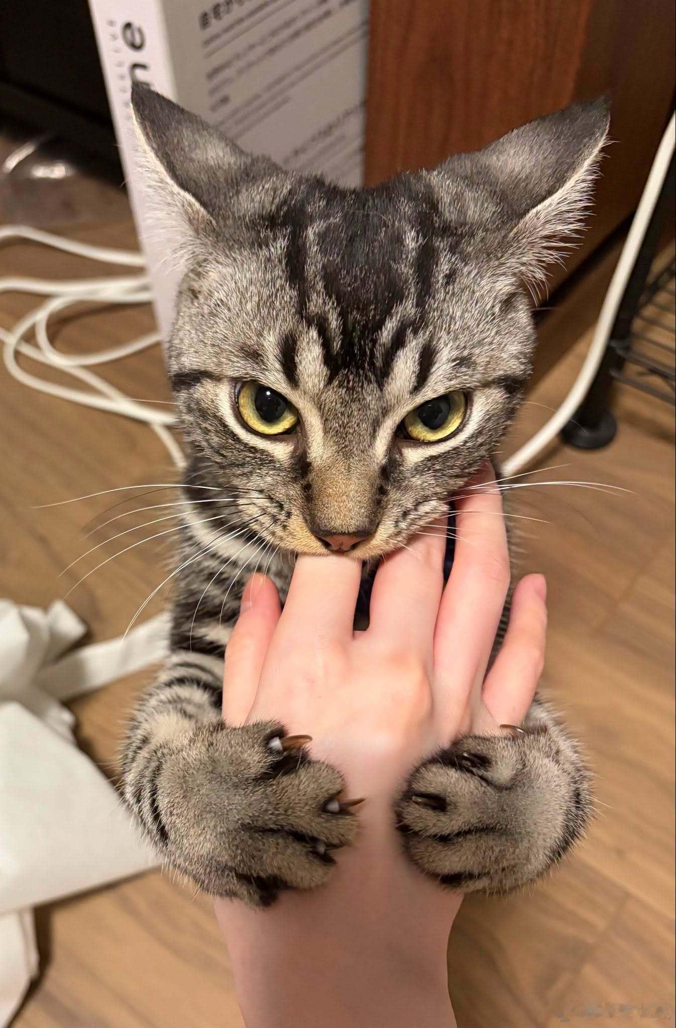 【 没找到尼古猫猫，但找到了吸手指猫猫 】 