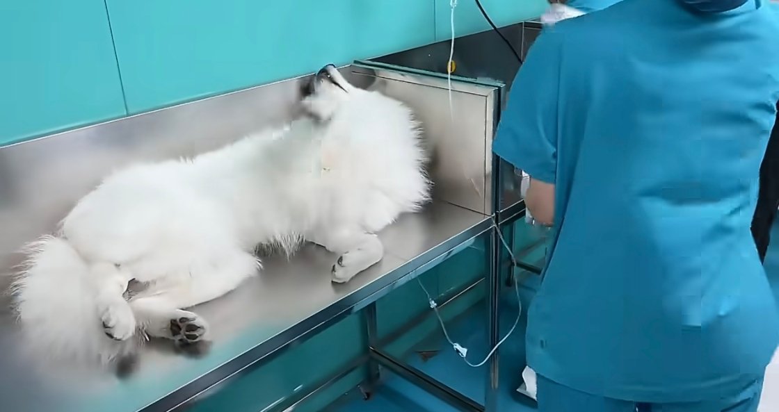 萨摩耶绝育后哭声响彻整个医院狗：werwerwerwer 人：哈哈哈哈哈哈 