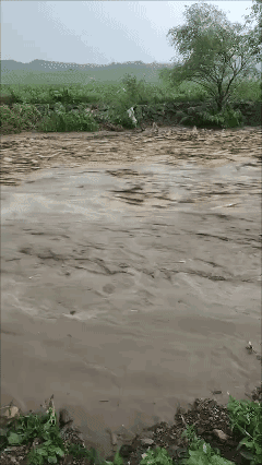 今年北方雨季来得早
大鹅都被冲走了！😱