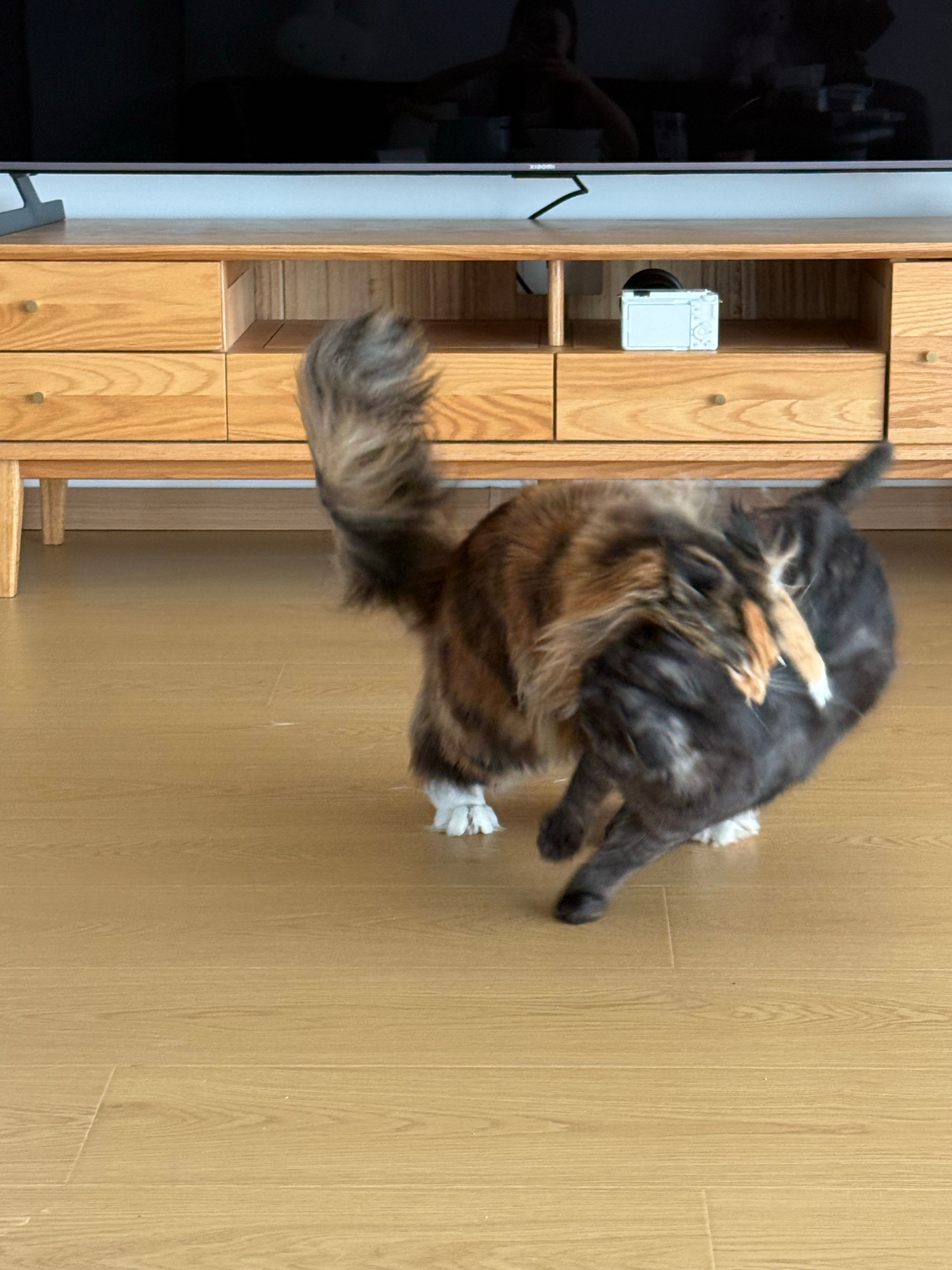 被猫烦死😡 ​​​