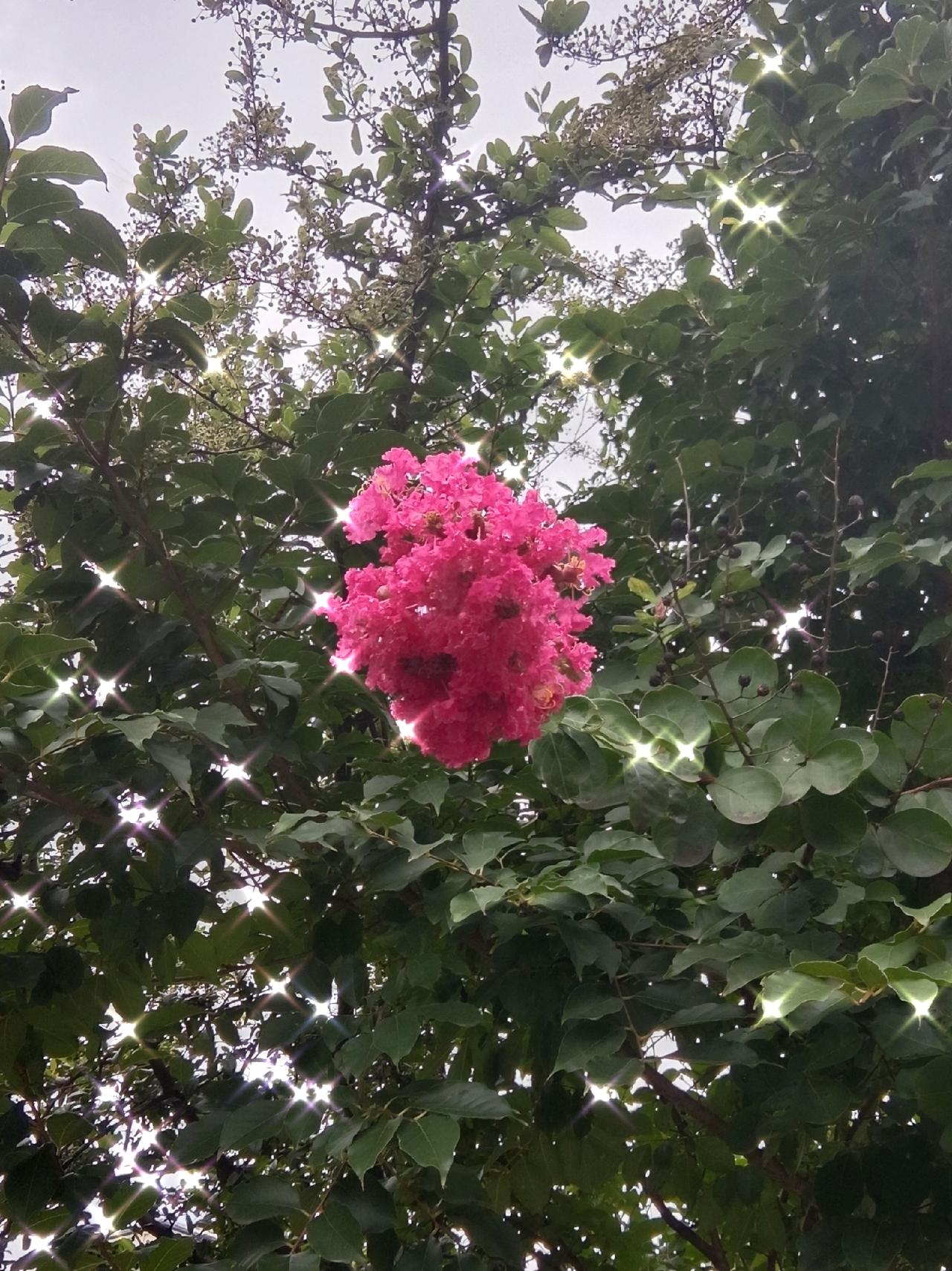 👂🏻紫薇自语：我把孤独开成勋章🎖️

你不必问风从哪里来
也不必数落了多少