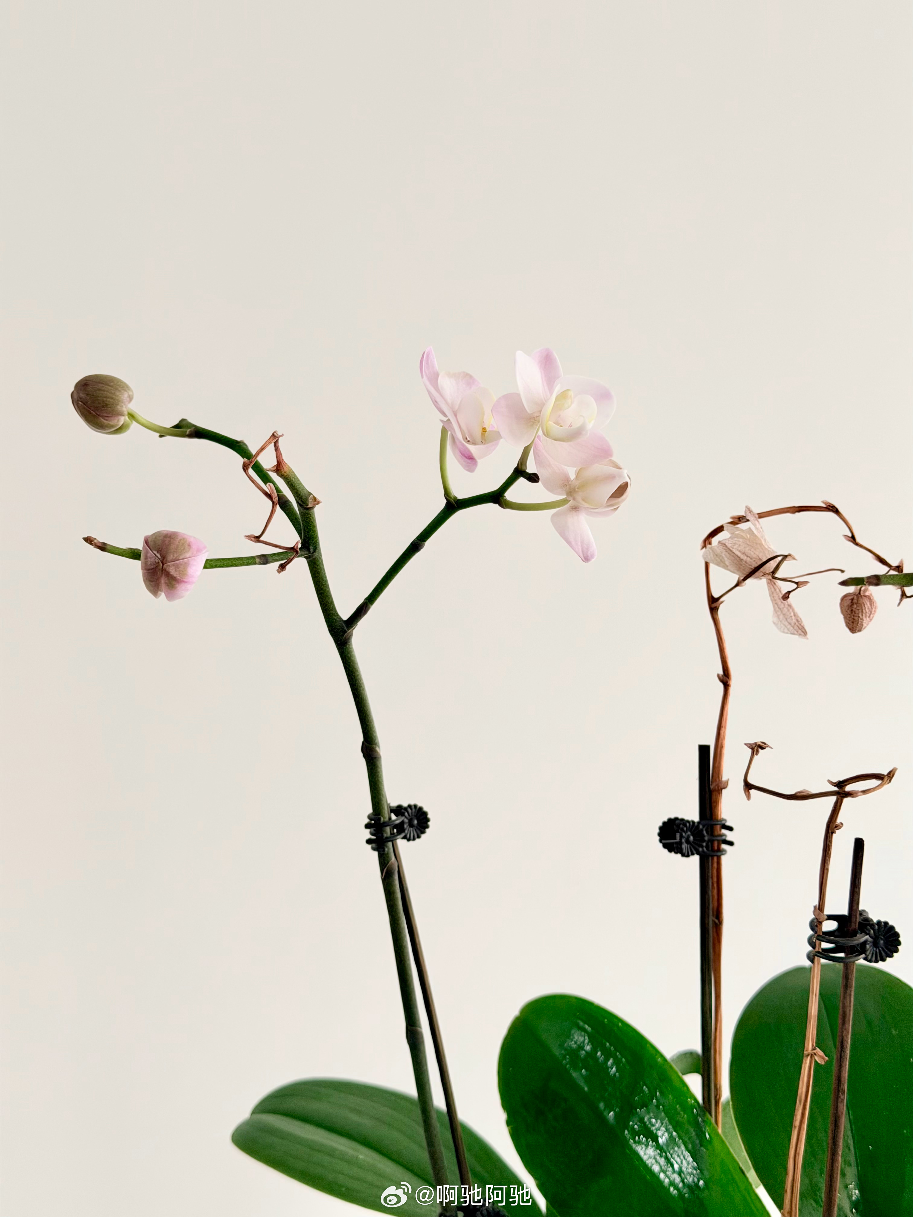 终于到家啦～～吃惊的发现过年买的蝴蝶兰，经历了一个月没有阳光没有通风没有浇水的日