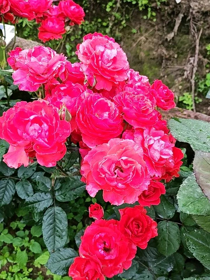 要花吗