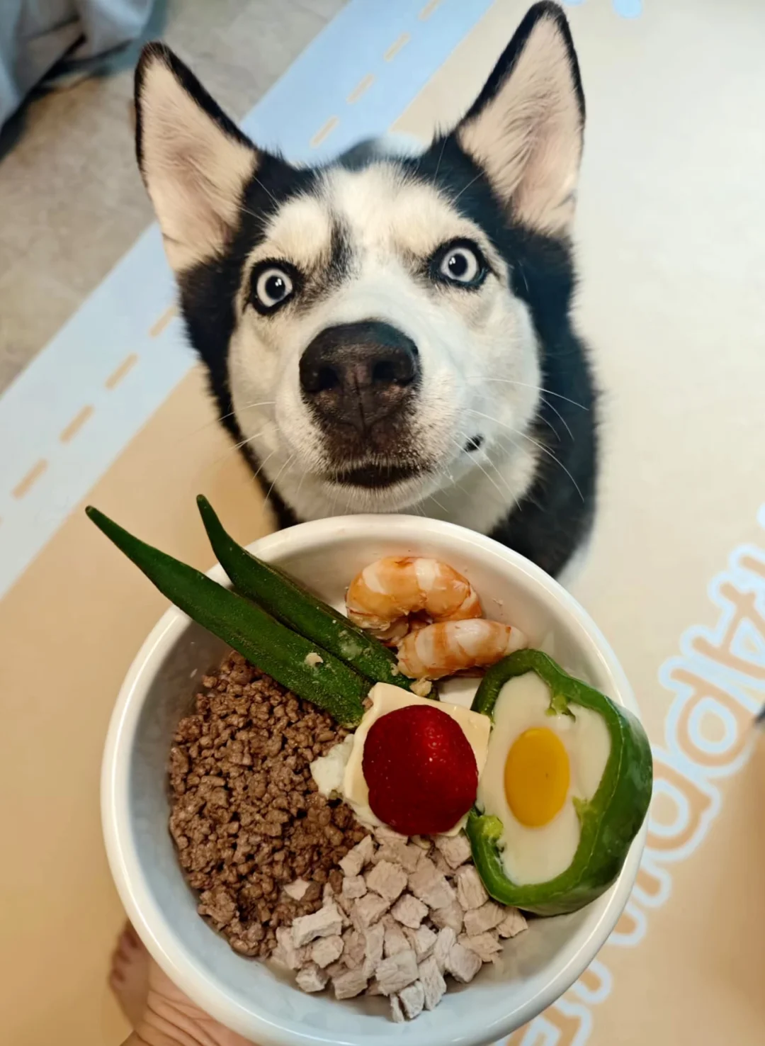 021626 好狗福妞㊗️大家除夕快乐🎉