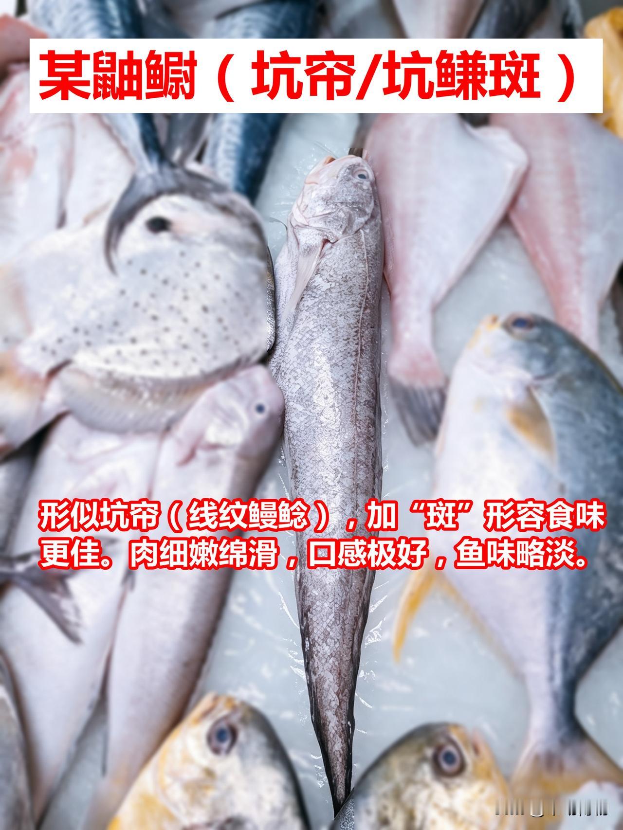 市场认鱼：坑帘斑说好吃，老鼠斑快成口粮鱼

01.某鼬鳚（坑帘斑、坑鳒斑）。形似