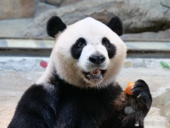 #大熊猫水灵灵地参加奥运会# 萌帅酷的大熊猫三胞胎过10岁生日，酷酷在小火车上展