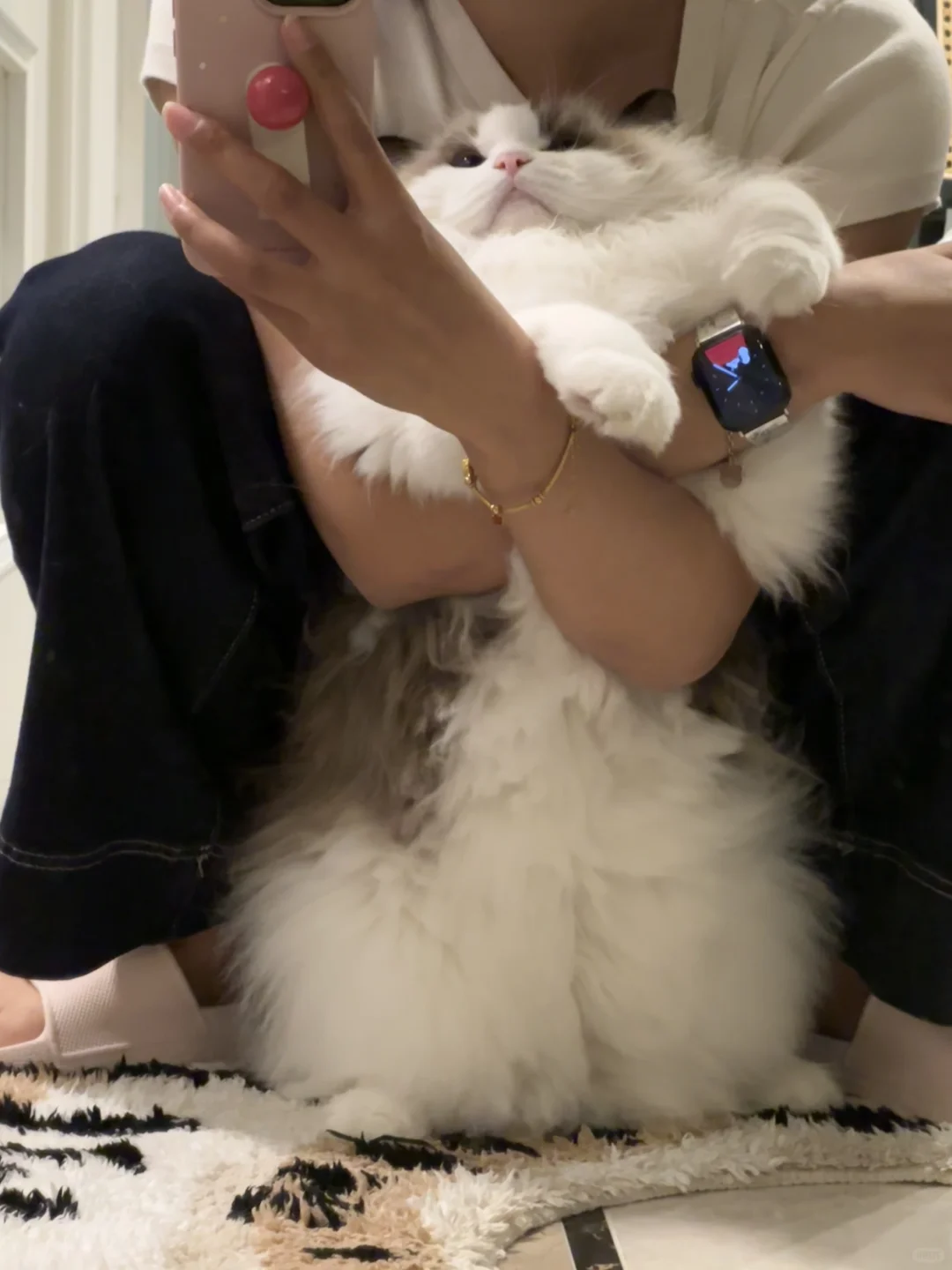 这么会的小猫咪谁顶得住！