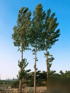 老人出现这6种举动，一定注意，这是生命最后的提示

前两年我外婆走之前就占了好几