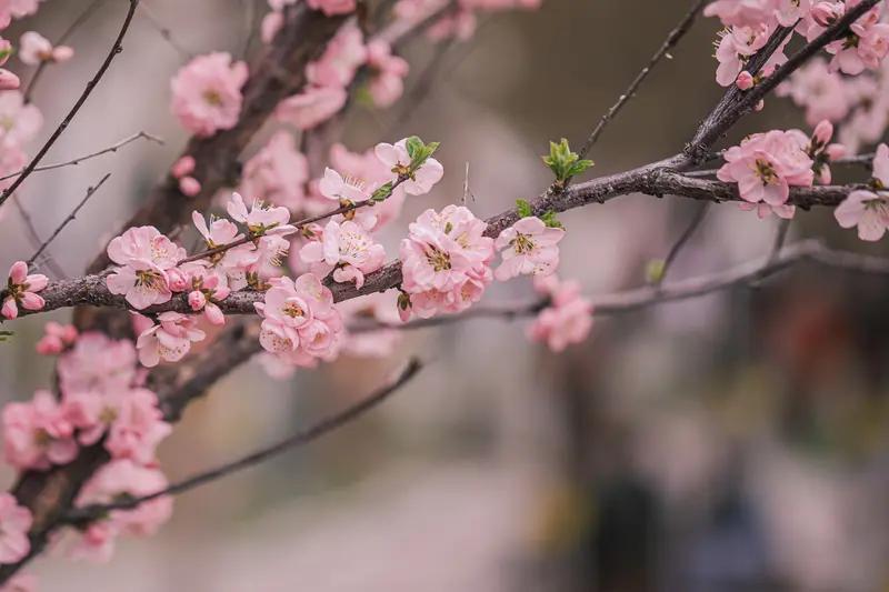 快乐每一天，幸福每一年，健康到永远，年年挣大钱，愿大家都能在春日里收获满满美好与