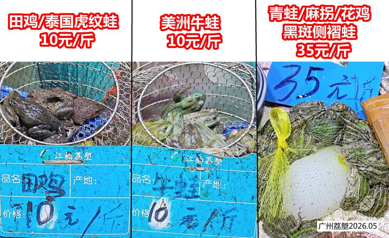 青蛙35一斤，难怪炒麻拐要上百，吃不起

田鸡（泰国虎纹蛙）和牛蛙，都是10元/