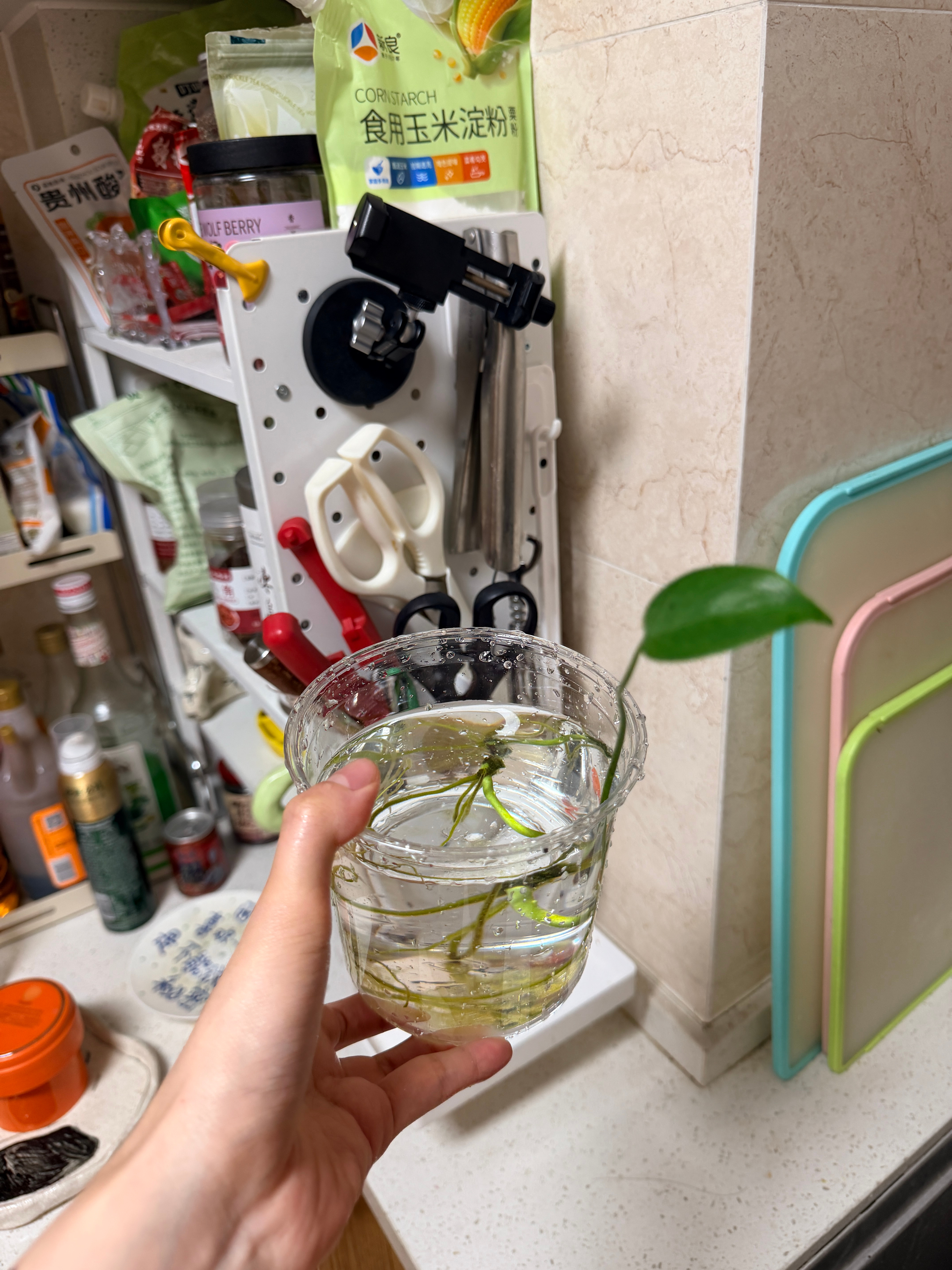 真的是这样 我一年前买的水培龟背从来没有给过营养液 有时候一两个月都不管 干了就
