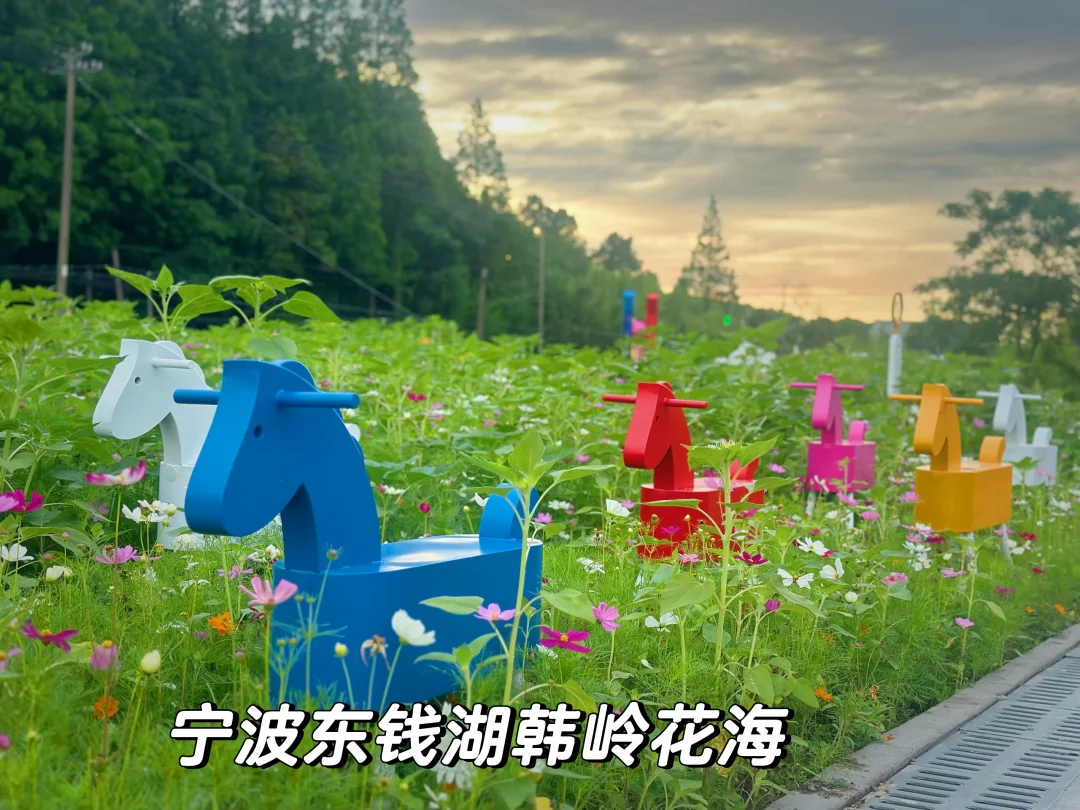 宁波赏花 东钱湖韩岭花海大片盛开 车直达