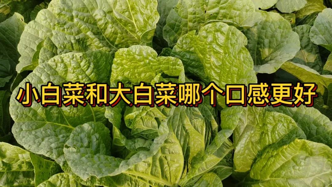 #小白菜和大白菜哪个口感好些#小白菜口感较嫩，味道清新。它的叶片柔软，纤维少，吃