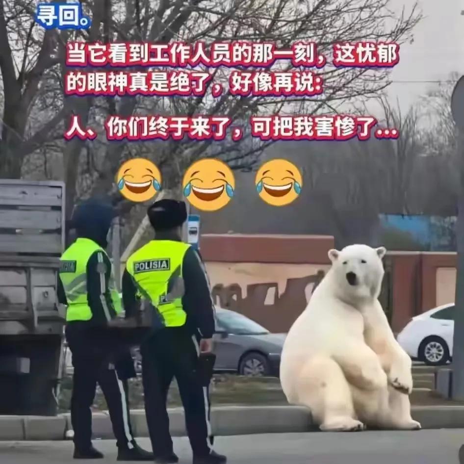 在哈萨克斯坦的一家动物园里，上演了一场令人啼笑皆非的“北极熊街头奇遇”。原来，在