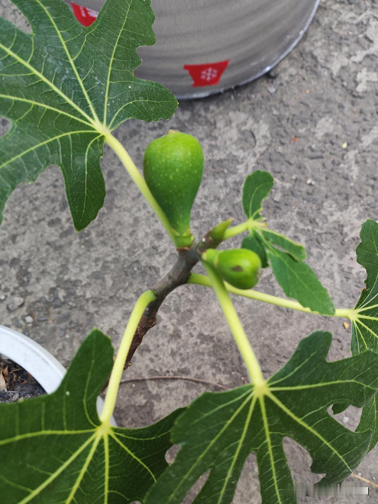 真心话茶局今天看我的无花果，果子好像大了一点。虽然，我这儿温度还不是很高，明天后