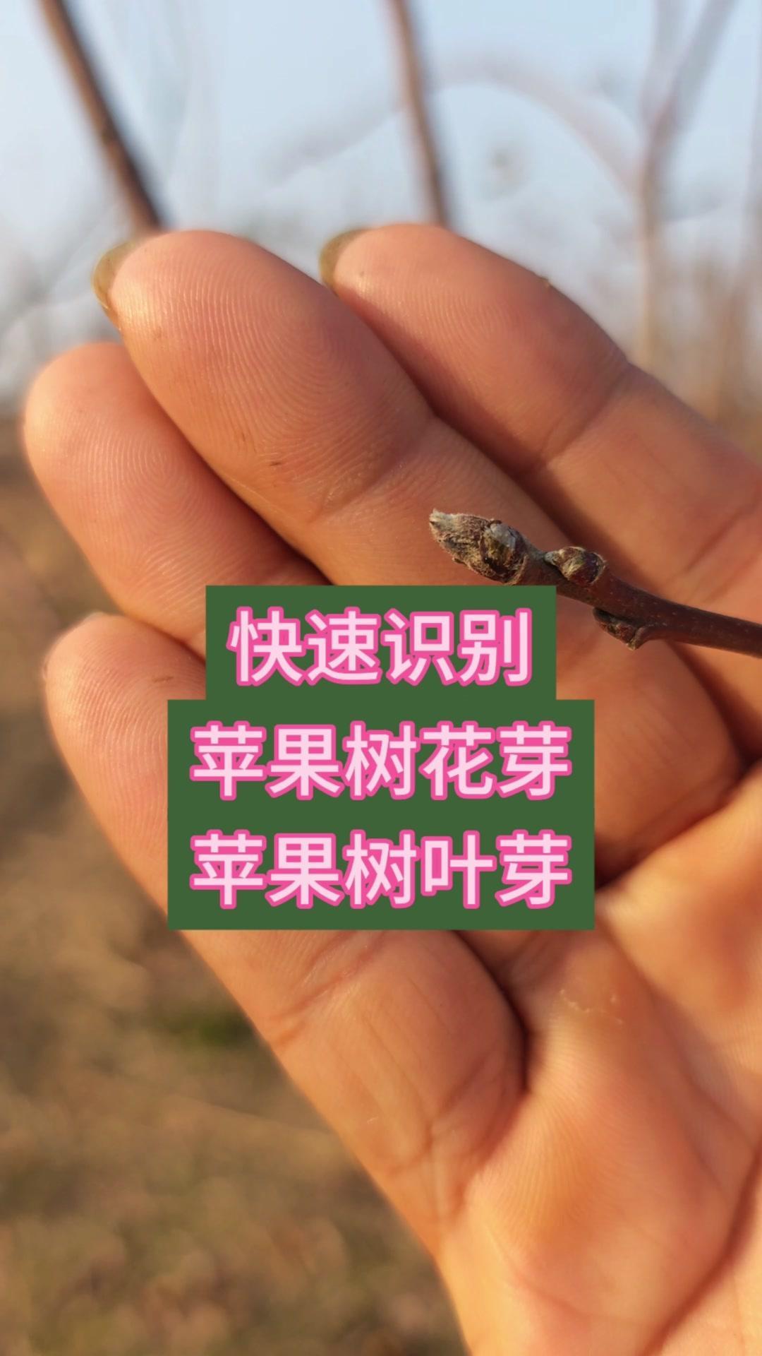如何快速区分苹果花芽和叶芽？🍎苹果花芽叶芽这样看
这是苹果树的花芽，呈圆锥状，
