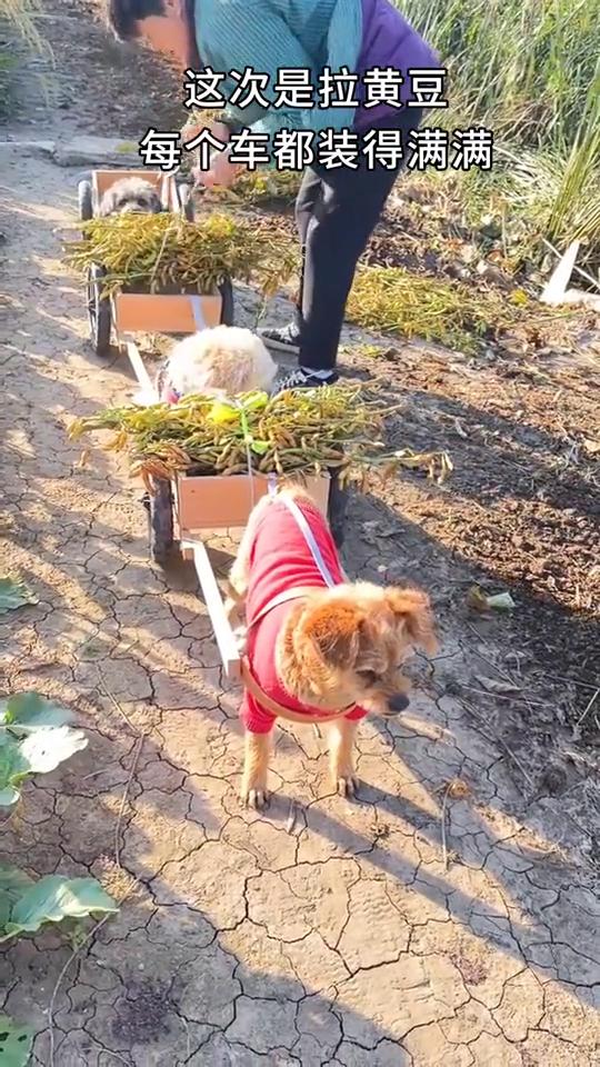 这个狗狗生产运输队浩浩荡荡运力惊人，只要家里需要运输的它们都义不容辞。
这个车队