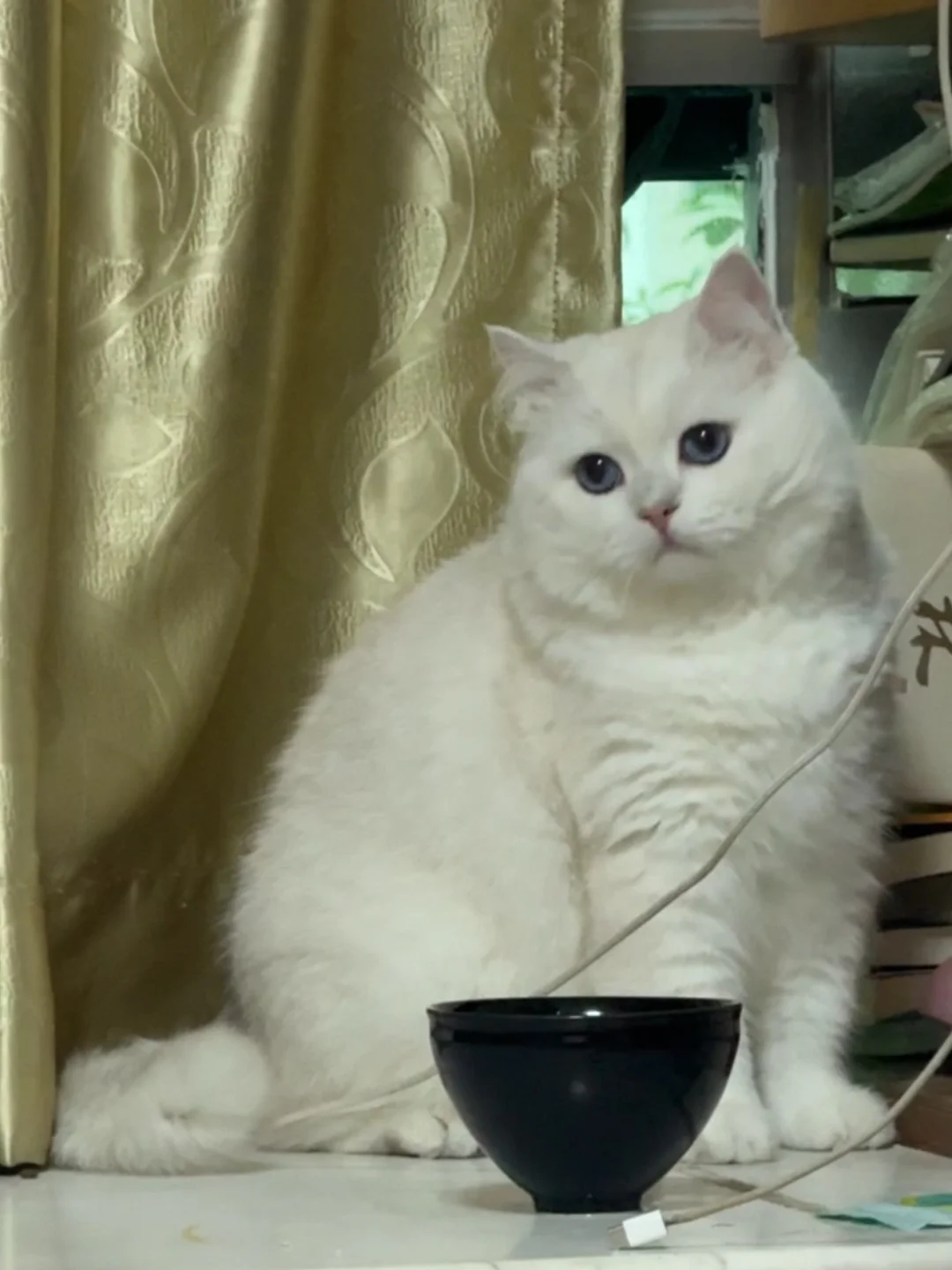 在相册发现漂亮的小猫神