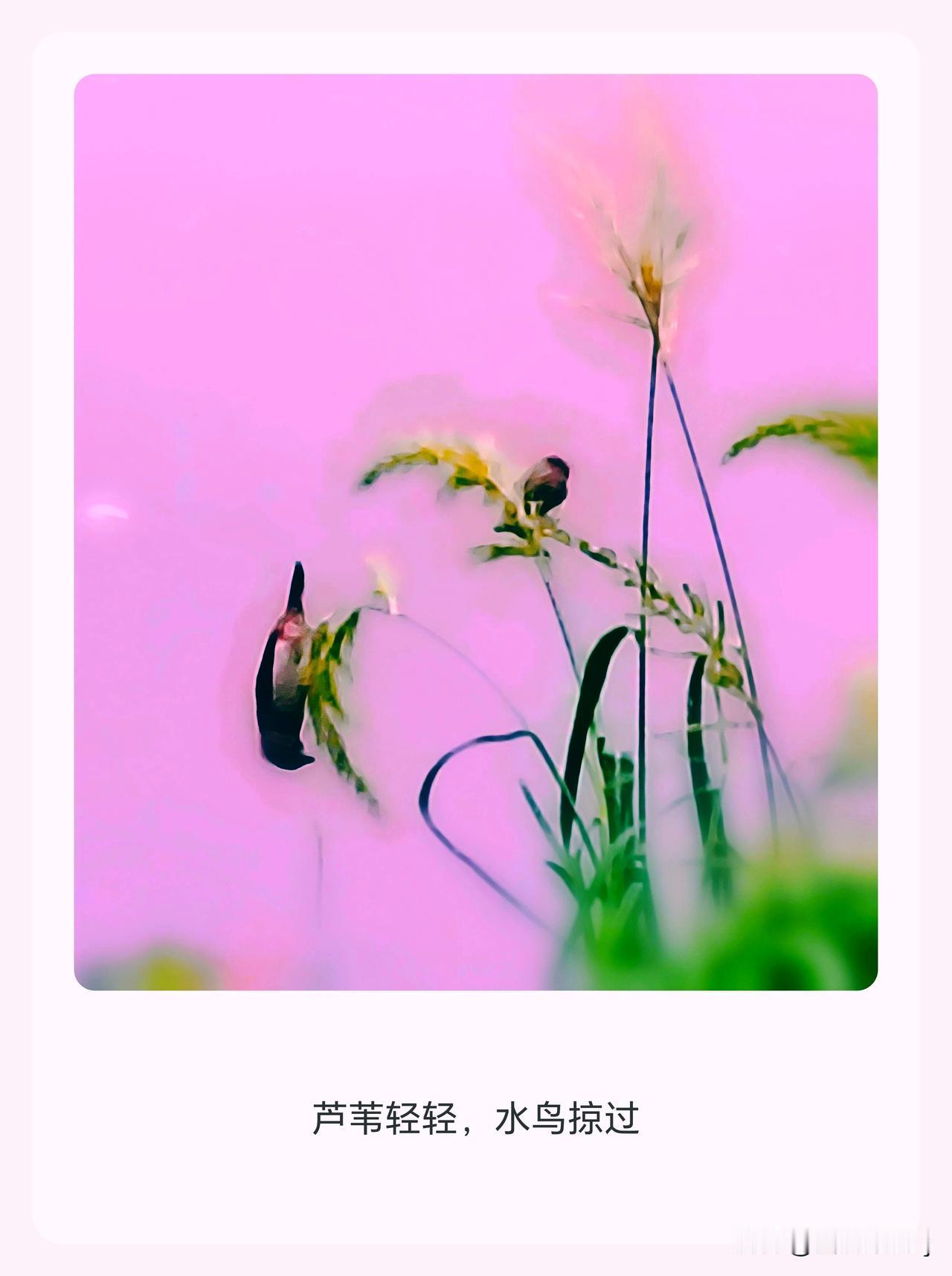 小鸟河边觅草籽图