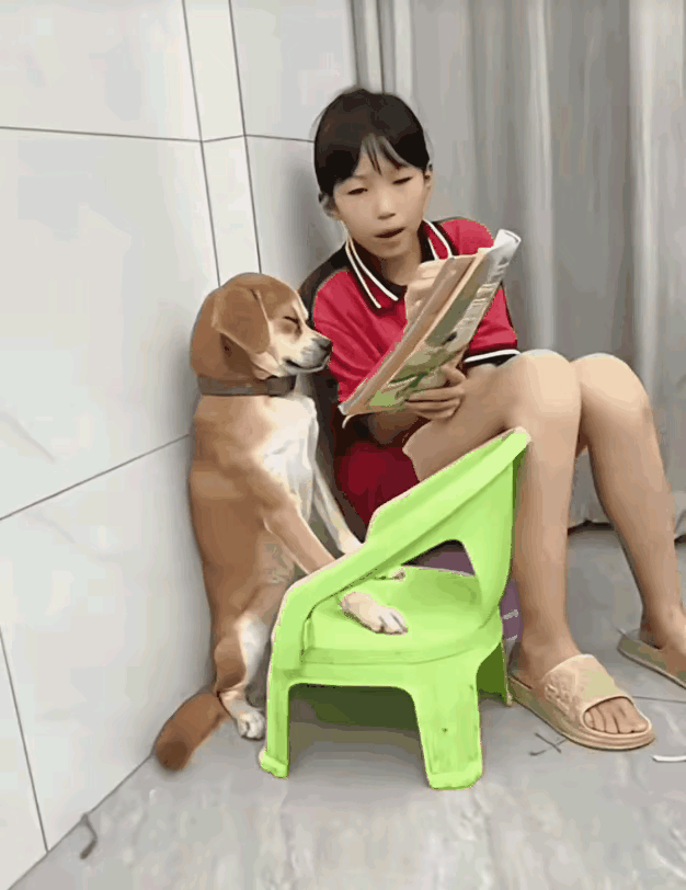 这狗子一看就是不爱学习的