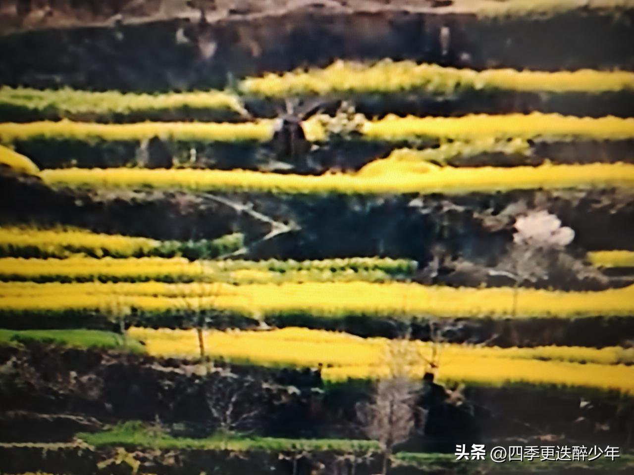 油菜花
油菜花开迎春早，
蜂欢蝶飞乐逍遥。
踏春雀跃闹元宵。
祖国山河织秀忙。