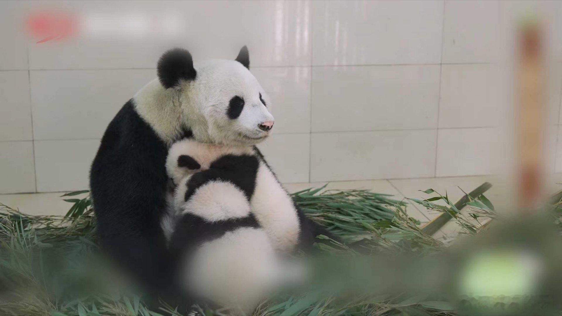 到汶川看超优雅的熊猫福凤 直击福凤的带娃名场面：左肩扛一只，右爪搂一只，还能抽空
