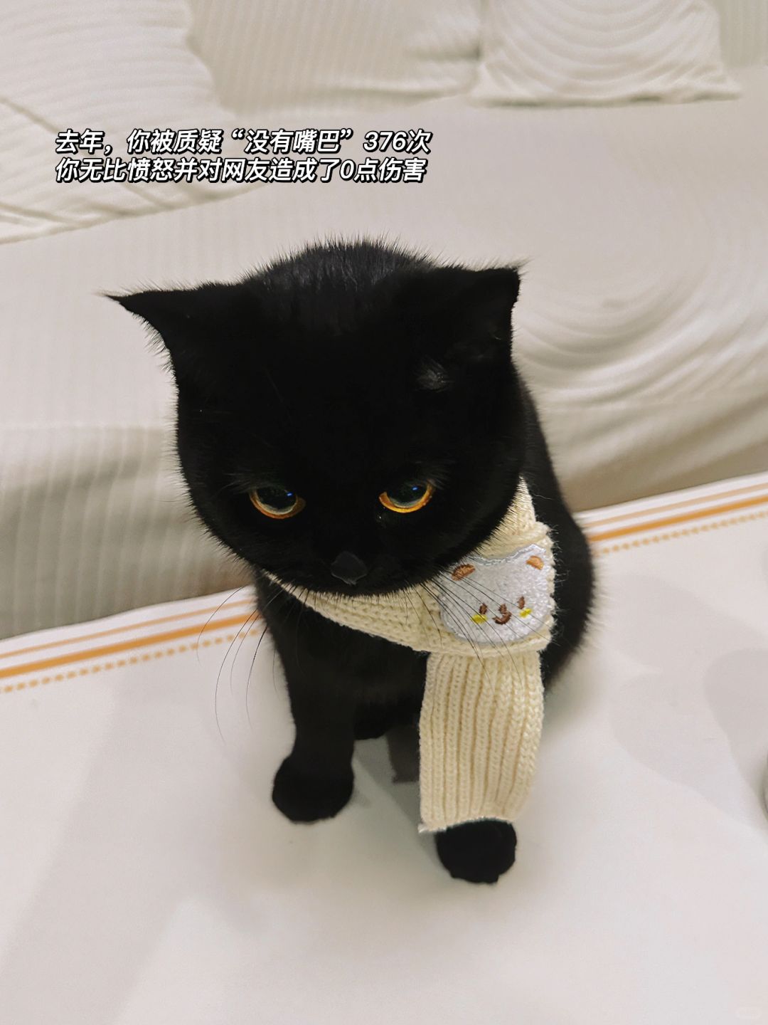 黑脸小猫的年度总结