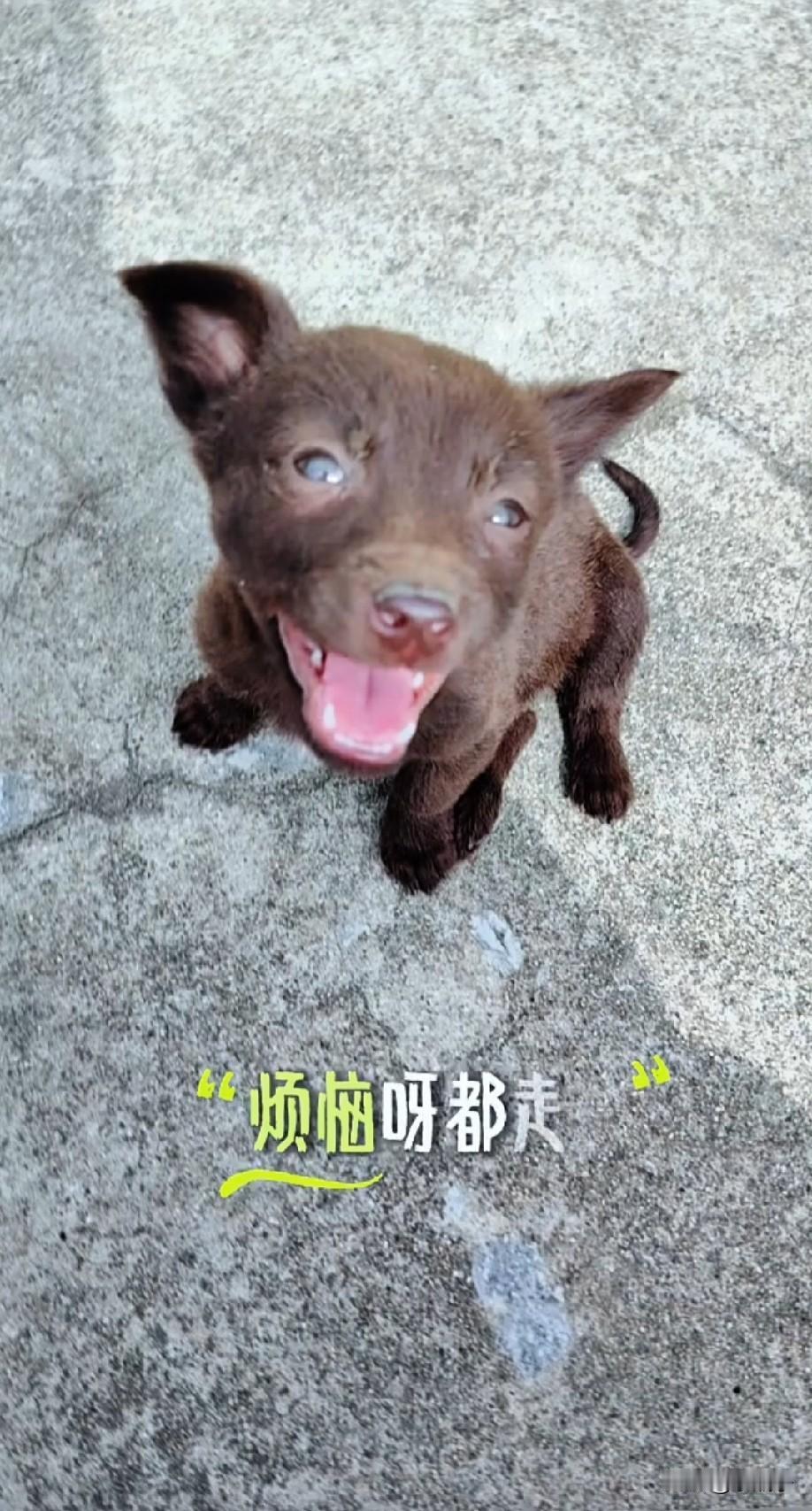 今儿出门，嘿，跟中彩票似的，居然捡到一只没人要的小狗。
瞧它那小模样，瘦得跟根麻