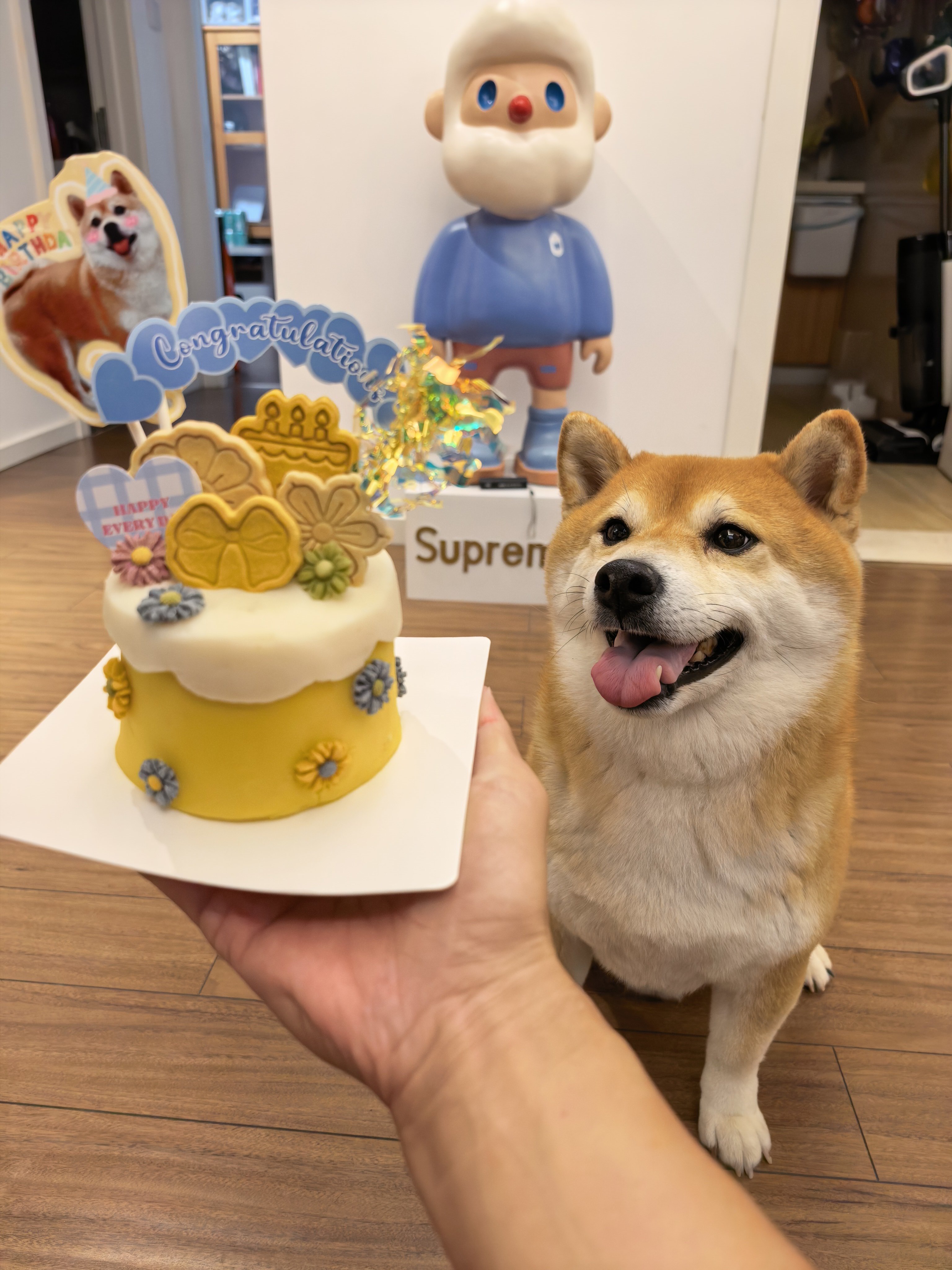 是6岁的小狗啦，生日快乐w🎂，永远爱你