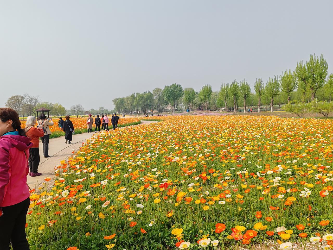 晒图笔记大赛大美四月天，花海寻春意。